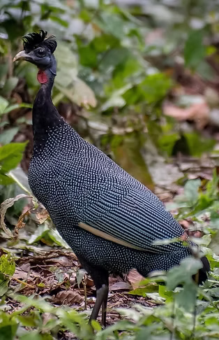 Guttera v_edited.jpg
