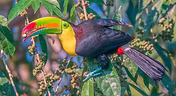 Ramphastos sulfuratus - 05-11-23 - Taoista della foresta di montagna ( birdnet cn ) 1.jpg