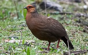 urentus cruentuis Bhutan - www.birdforum