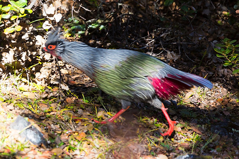 Rocki clarkei - 16-10-18 - Chou Mo Yin Chu flickr com 5.jpg