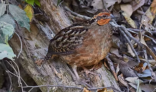 Dactylortyx thoracicus devius - Reserva Ecológica Sierra de San Juan--El Cuarenteño, Xali