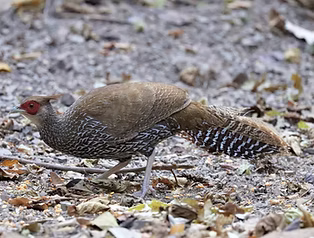 Crawfurdi-lineata - Kaeng Krachan NP--Dab Toon's hide (restricted access), Phetchaburi, Th