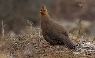 Cruentus_-_Sonam_DorjeeâBirds_of_Bhuta
