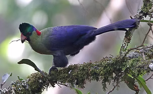 Gallirex johnstoni kivuensis - Nyungwe NP--Uwinka, Ouest, Rwanda 14-08-23 - Michael Blust