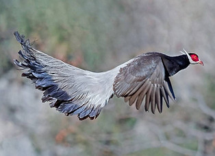 Marrone - Gushan birdnet cn 5_edited.jpg