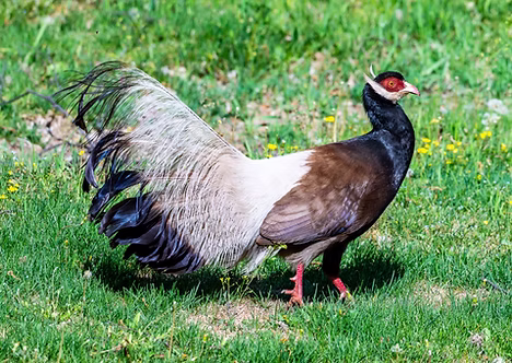 Bruno - (Houliugou), Shanxi, China 19-05-25 - Lisa & Li Li ebird org.PNG