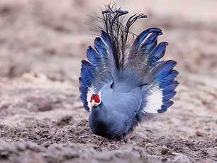 birdnet cn Yan Jun.jpg