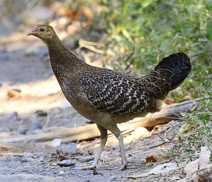 Gallus varius - Jawa Indonesia - Heru Cahyono 1 (1).jpg