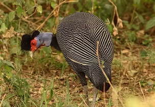Guttera pucherani granti - Karatu Tanzania 24-12-2010 - Markus Lilje innaturalist.jpeg