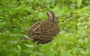 Colinus v. atrceps - Teponaxtla, Putla, Oaxaca, Mexico 31-05-21 - Daniel Ruiz search (1)