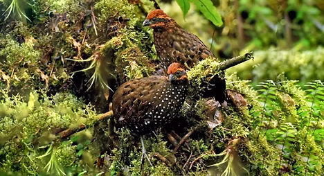 Odontophorus balliviani - Wayqecha Cloud Forest Biological Station--Picaflor Trail, Cuzco