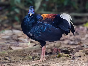 11 Lophura rufa ( Malayan Crested Fireback ) + Taman Negara National Park, Mutiara Resort,