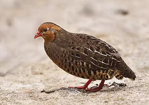 Perdicula e. erythrorhyncha - Alexandr Kvasha oriental.jpg