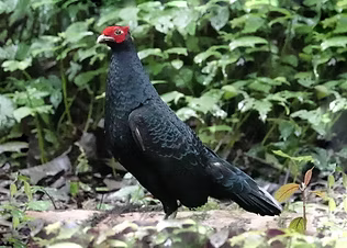 Lophura inornata ( coda bianca ) - Southern slopes of Gng. Kerinci, Jambi, Sumatra, Jambi