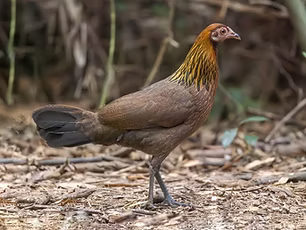 Gallus gallus - Cat Tien National Park, Dong Nai, Vietnam 10-01-24 - caroline Hoek search