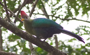 Tauraco bannermani - Bamenda Highlanda, North-West, Cameroon 22-03-11 - Ron Knight flickr