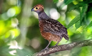 Odontophorus stellatus – Pauini, Amazonas, Brasile 21-07-22 - Clezio Kleske www.wikiaves