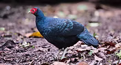 Lophura inornata – Kerinci Gunung, Jambi, Sumatra Occidentale 19-09-19 Indonesia - Keit
