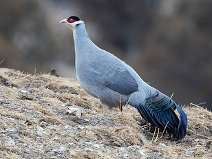 7 Dolani - 32.7007,95.5880 gradi decimali = PH2Q+75H Angsaixiang, Zadoi County, Yushu,