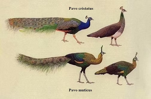 Pavo blu e verde 2.jpg