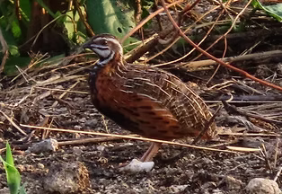 Coturnix delegorguei istrionica - Sao Tomé, Sao Tome and Principe 13-03-24 - Stephen Lowe