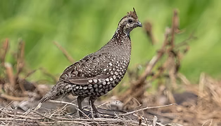 Colinus leucopogon dickeyi femmina- Ruta Nacional Treciaria 922, Provincia de Guanacaste C