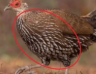 Lineata + Taksin Maharat NP--headquarters vicinity, Tak, Thailand 24-03-23 - Ayuwat Jearwa