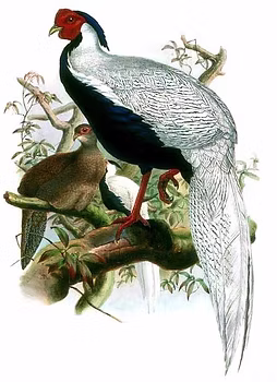 Silver solene.ledantec.free fr.jpg