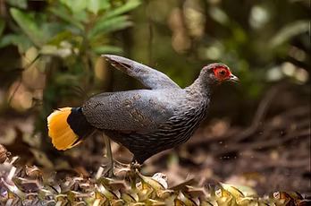 Lophura e. pyronata -Tanjung-Puting NP reggenza di Kotawaringin Occidentale provincia K
