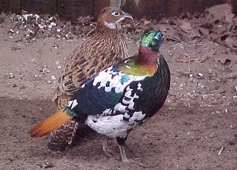 Francesco_Iakcinâ_1.jpg