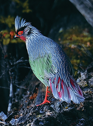 Rocki pare - Yunnan - lcj.yn.gov.cn - Copia.png