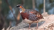 Rufipectus - 山山山 ( montagna di montagna ) 4 - Copia.jpg