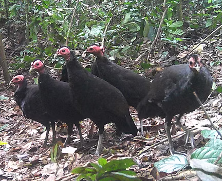 Agelastes niger - Lope, Gabon 05-06-21 - Xavier Rufray intauralist org.jpeg