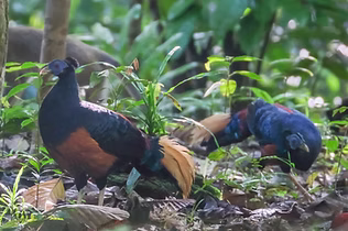 Lophura ignita nobilis in area ignita - Kebun Raya Balikpapan, Kalimantan Timur, Kalimant