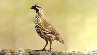 Colinus nigrogularis persiccus - Progreso, Camino de grava entre el Corchito y Estero de C