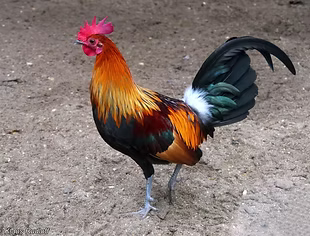 Tonkin Red Junglefowl - Klaus Rudloff kd