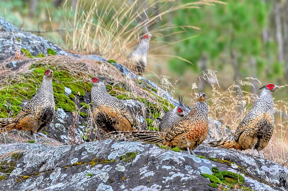 Catreus - Manila in Uttarakhand is probably the best place to photograph Cheer Pheasant 22