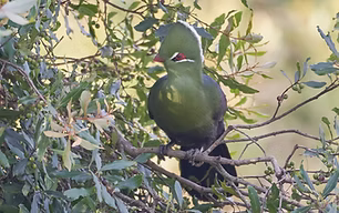 Tauraco corythaix phoebus - Mount Sheba--resort grounds, Mpumalanga, South Africa 21-11-23