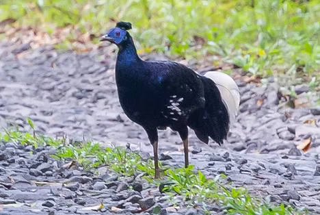 Lophura rufa ( località per delacouri e sumatrana ) - Jalan akses Way Kanan, Lampung, Suma