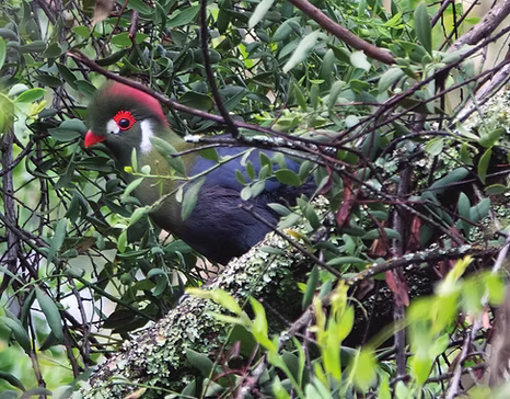 Tauraco Menelikornis (ex leucotis ) donaldsoni - distretto di regione di Oromia, Etiopi