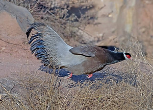 Marrone - Gushan birdnet cn 1.jpg