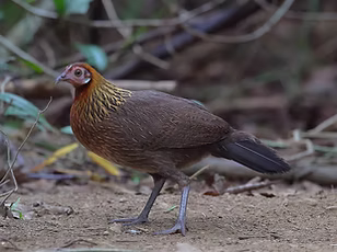 Gallus gallus - Gà rùng NP Càt Tien Vietnam Ramon Fernandez flickr com 1_edited.jpg