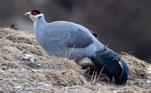 Dolani - (32.7007,95.5880), Qinghai, China 02-01-20 - Robert Tizard ebird org 1.jpg