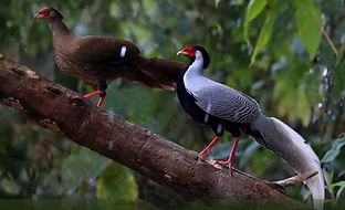 Occidentalis - yn.yunnan cn 3.jpg