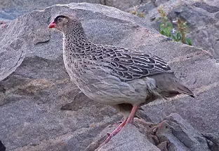 Pternistis atrifrons ( Black fronted Francolin atrifrons ) - Mega Ethiopia 11-11-18 Nik B