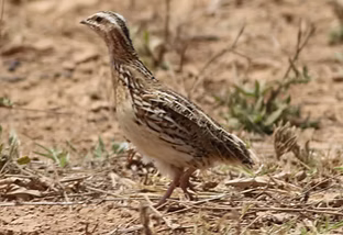 Coturnix inopinata - Terra Boa, Ilhas de Barlavento, Cape Verde - Stephen Dunstan search