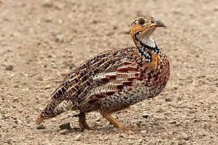 Scleroptila schelley schelley - Achim flickr com (1) (1).jpg