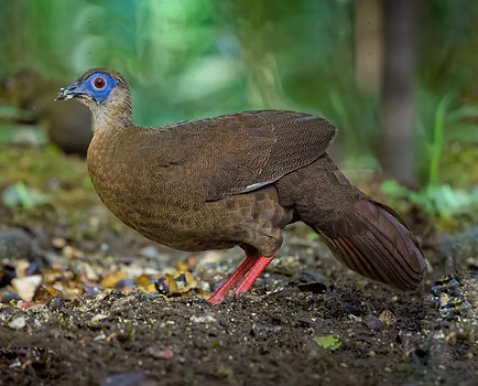 Bulweri - 10-01-24 - Richard Chong - Wild Bird Club Malaysia - WBCM 5 - Copia.jpg