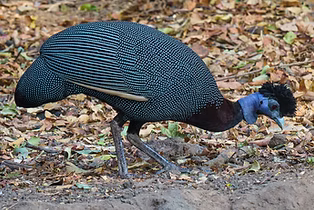 Guttera edouardi barbata -Chikwawa, Malawi 23-10-21 - lemoncul inaturalist org 1.jpg
