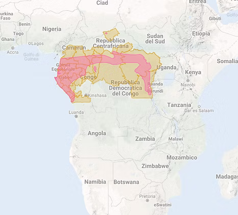 Plumifera - inaturalist org.png